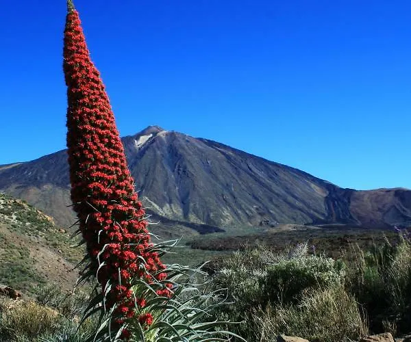 El Perenquen * Santa-Cruz de Ténérife