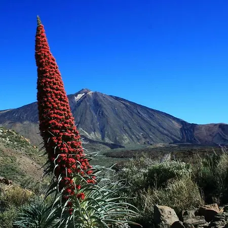 El Perenquen * 산타크루스데 테네리페